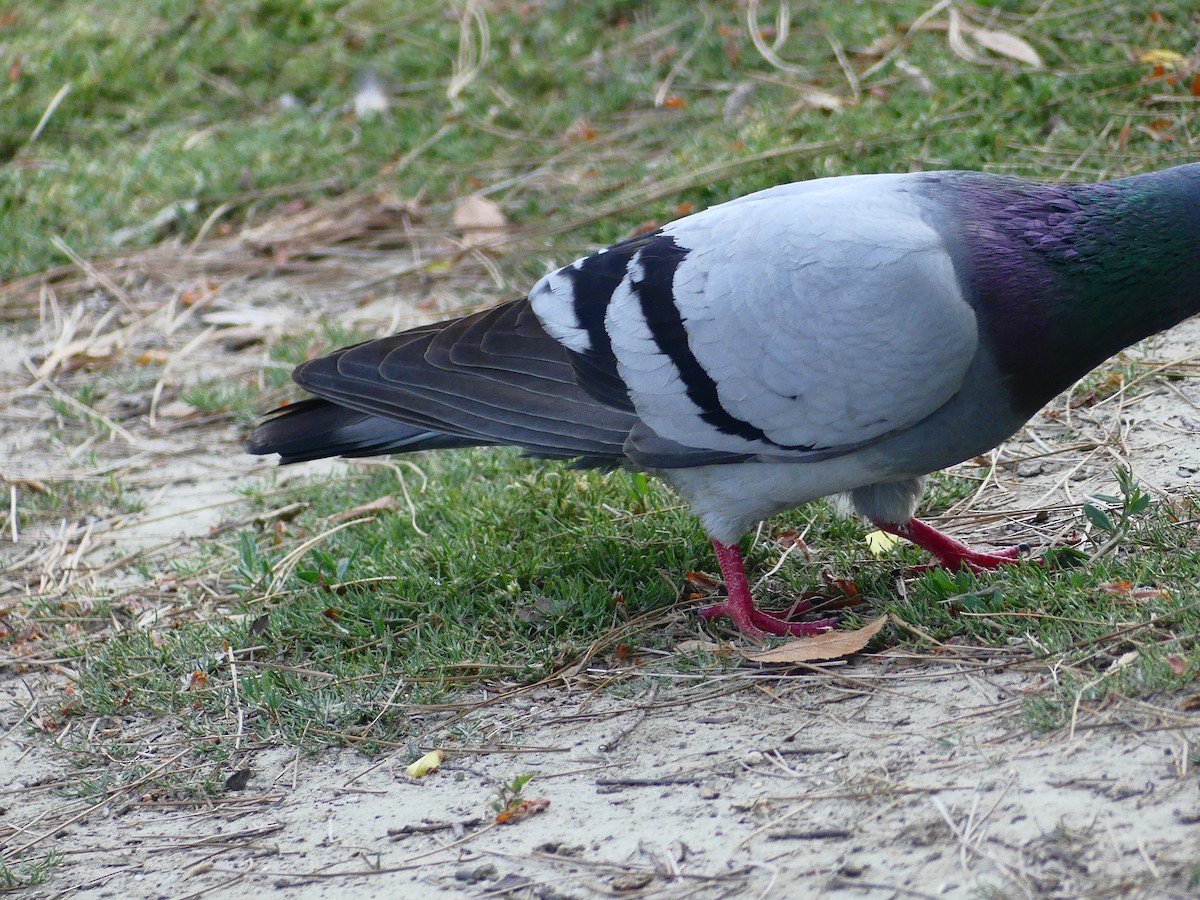 Rock Pigeon (Feral Pigeon) - ML620930595