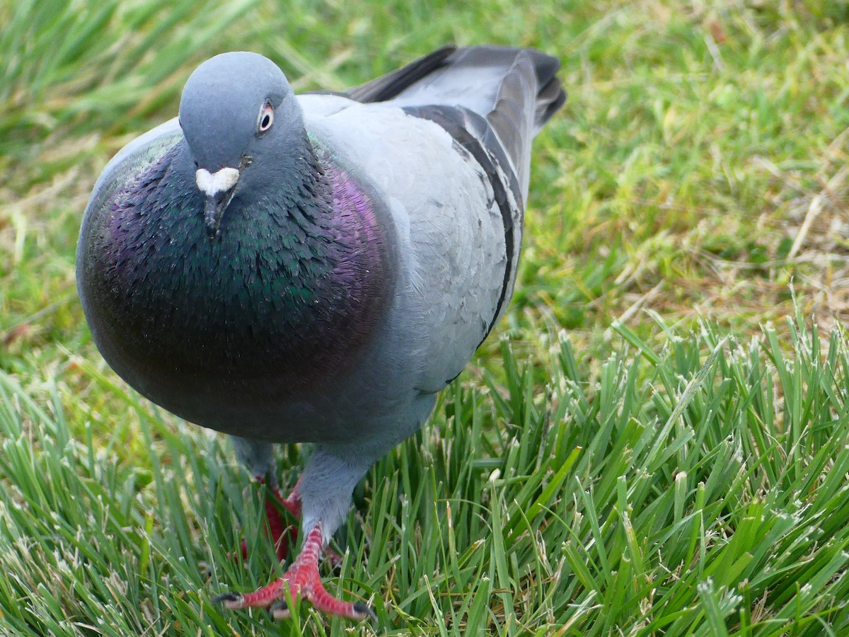 Rock Pigeon (Feral Pigeon) - ML620930596