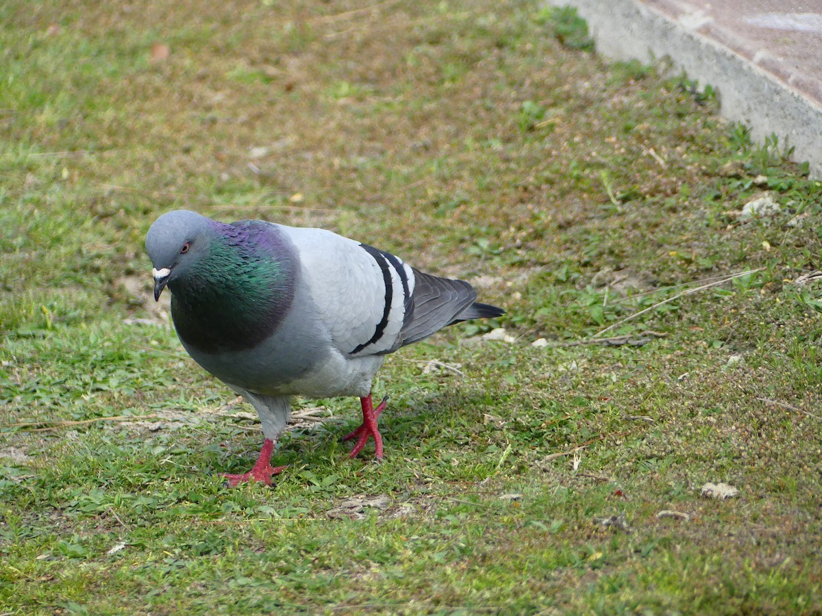 Rock Pigeon (Feral Pigeon) - ML620930598
