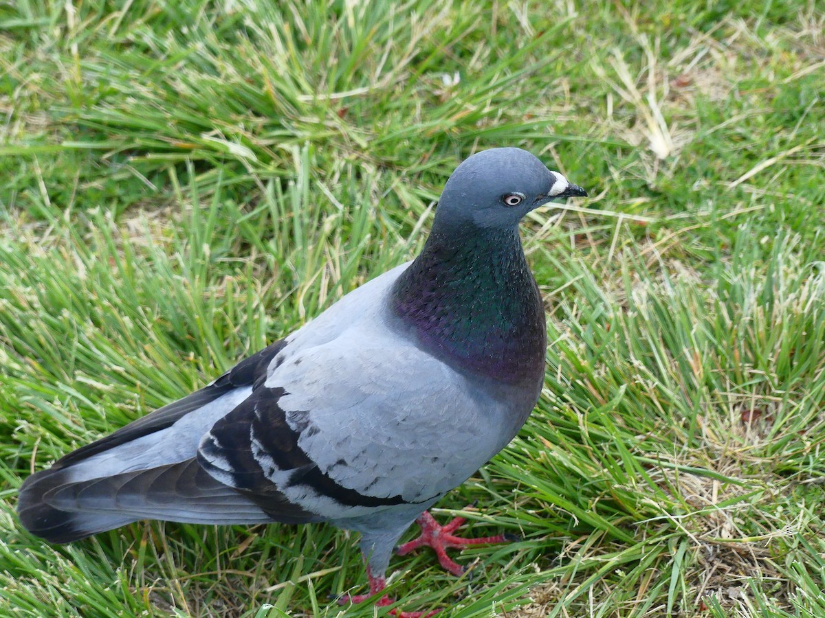 Rock Pigeon (Feral Pigeon) - ML620930599