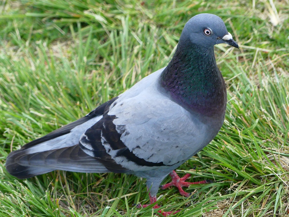 Rock Pigeon (Feral Pigeon) - ML620930600
