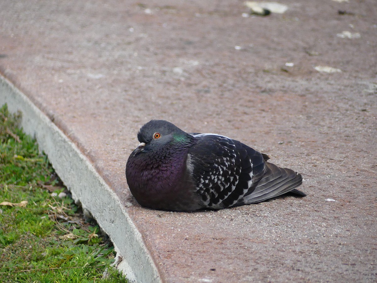 Rock Pigeon (Feral Pigeon) - ML620930601