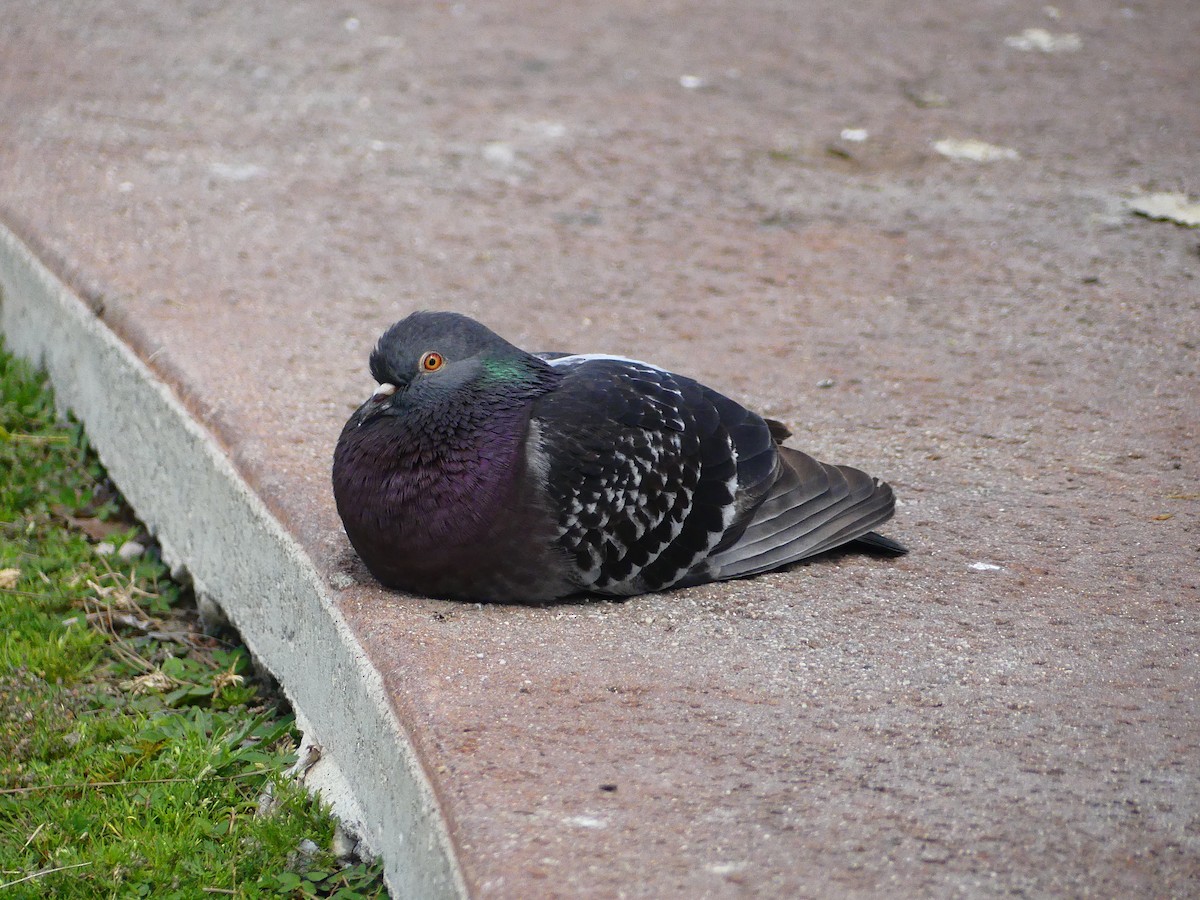 Rock Pigeon (Feral Pigeon) - ML620930602