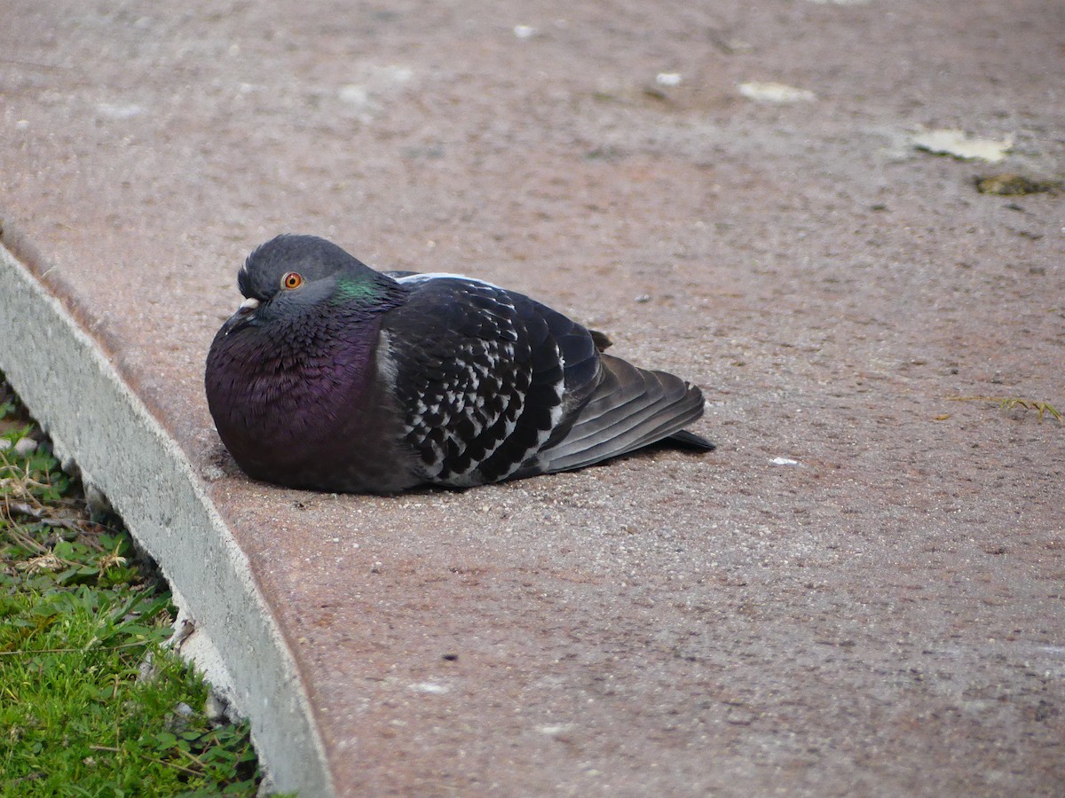Rock Pigeon (Feral Pigeon) - ML620930605