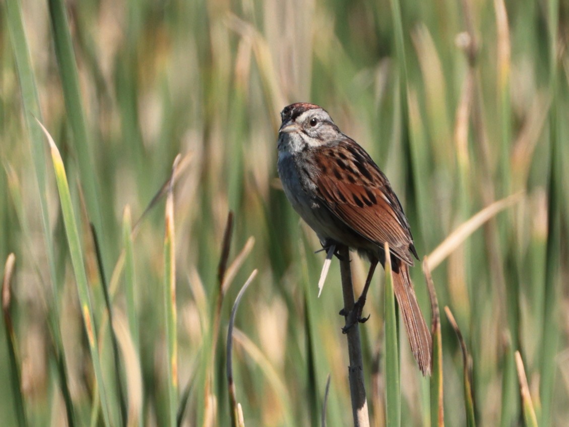 Swamp Sparrow - ML620930618