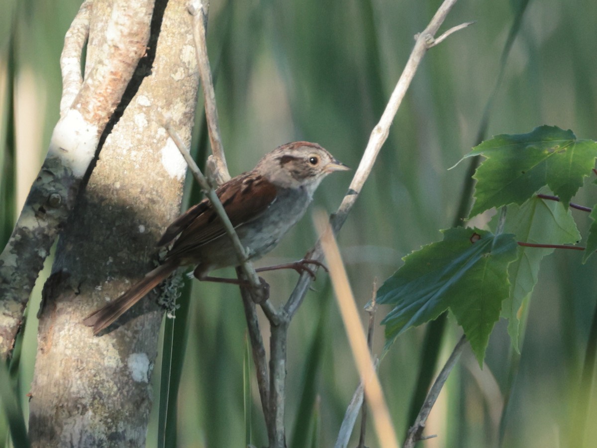 Swamp Sparrow - ML620930619