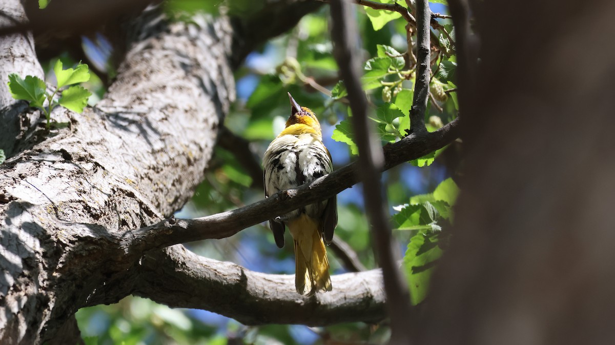 Bullock's Oriole - ML620930622