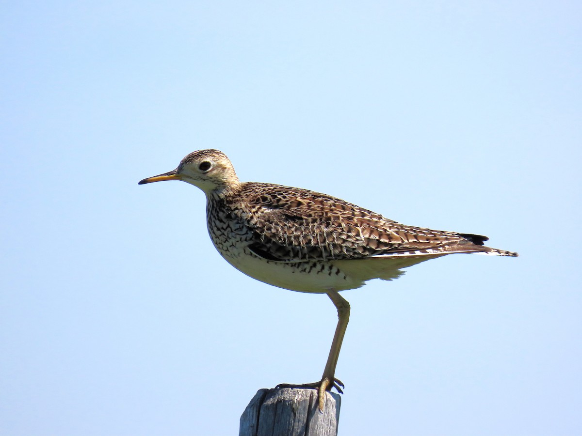 Upland Sandpiper - ML620930674