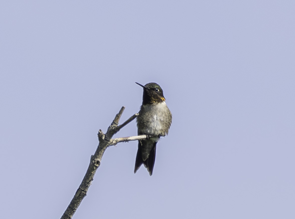 Ruby-throated Hummingbird - ML620930677