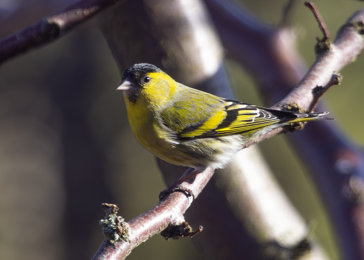 Eurasian Siskin - Nathaniel Dargue