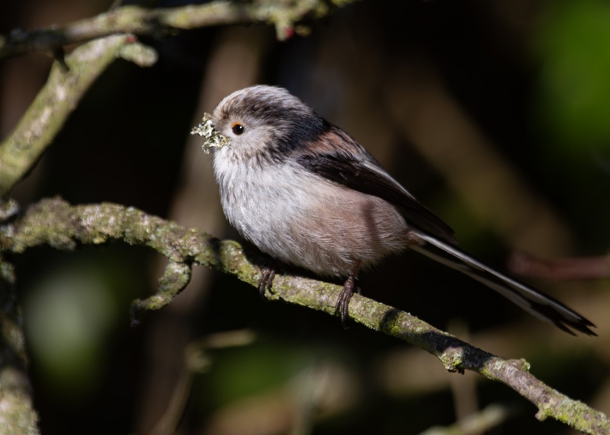 stjertmeis (europaeus gr.) - ML620930689