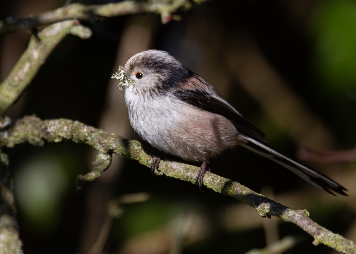 Long-tailed Tit (europaeus Group) - ML620930689