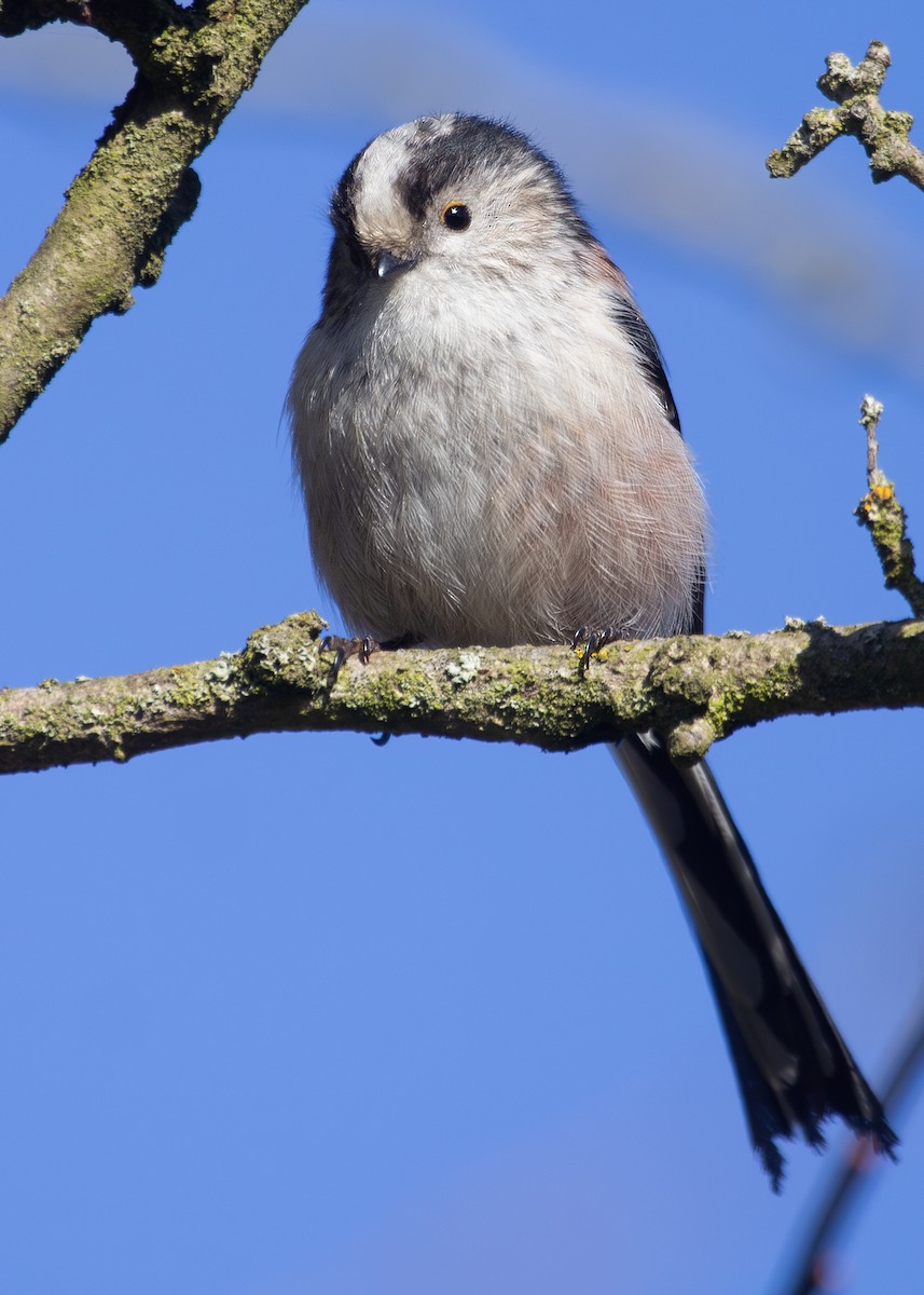 Long-tailed Tit (europaeus Group) - ML620930690