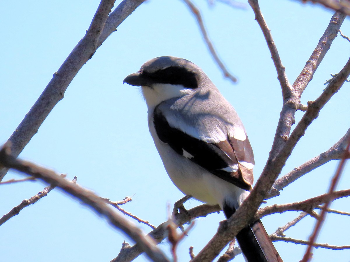 Loggerhead Shrike - ML620930709