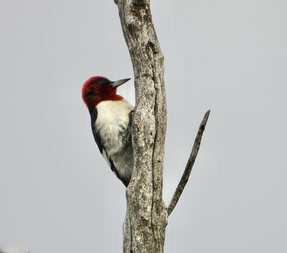 Red-headed Woodpecker - ML620930713