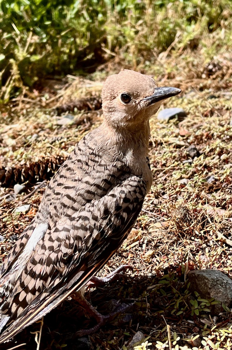 Northern Flicker (Red-shafted) - ML620930767