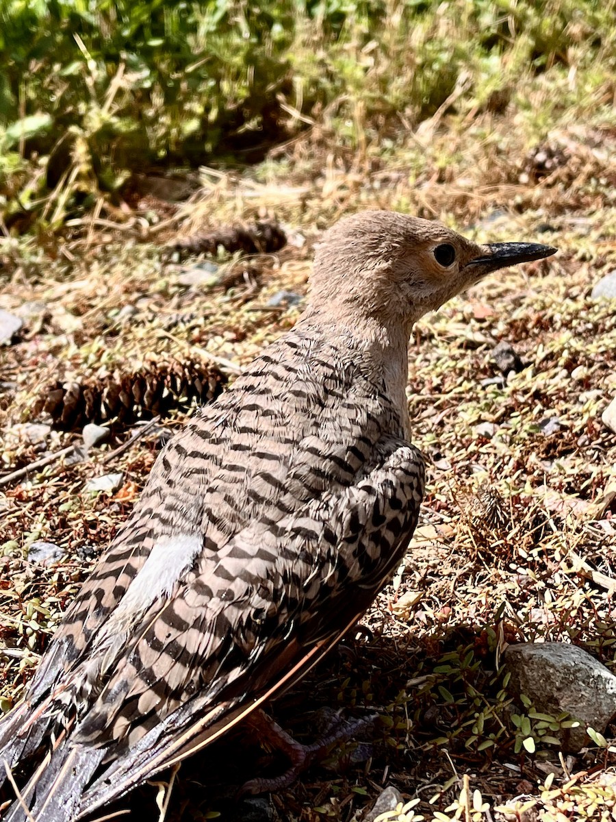 Northern Flicker (Red-shafted) - ML620930770