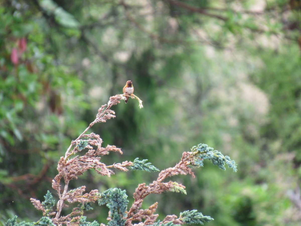Rufous Hummingbird - ML620930804