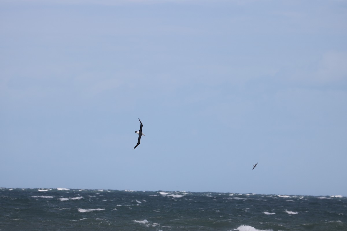 Black-browed Albatross (Black-browed) - Adrienne Inglis