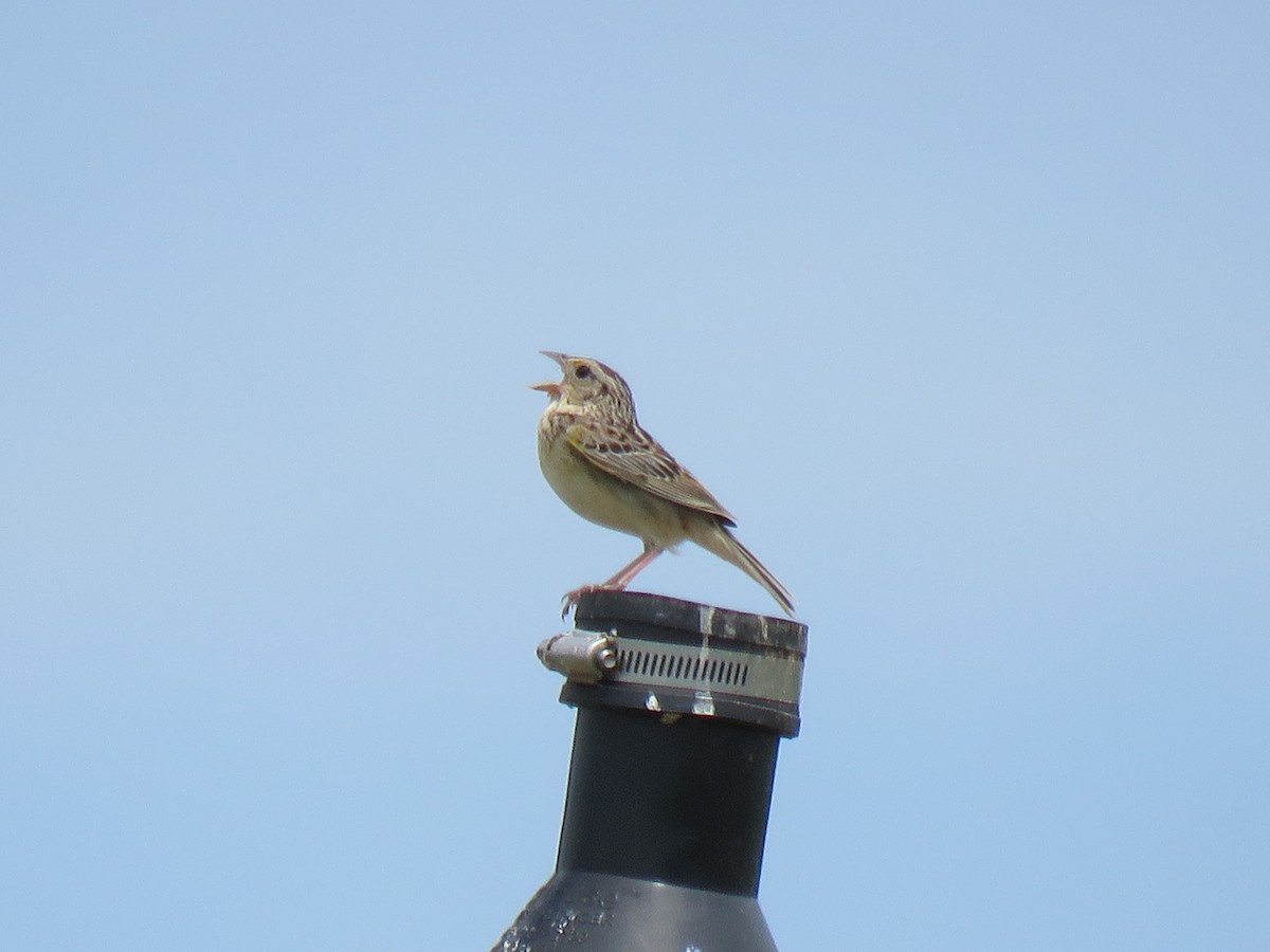 Grasshopper Sparrow - ML620930853