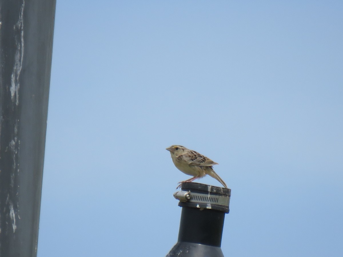 Grasshopper Sparrow - ML620930854