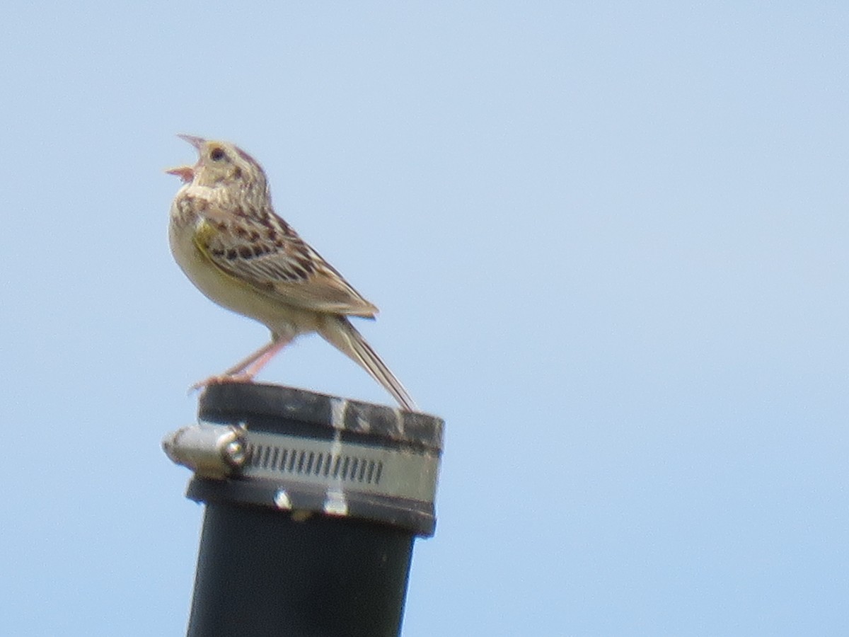 Grasshopper Sparrow - ML620930855