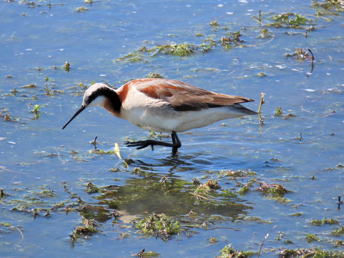 hvithalesvømmesnipe - ML620930876