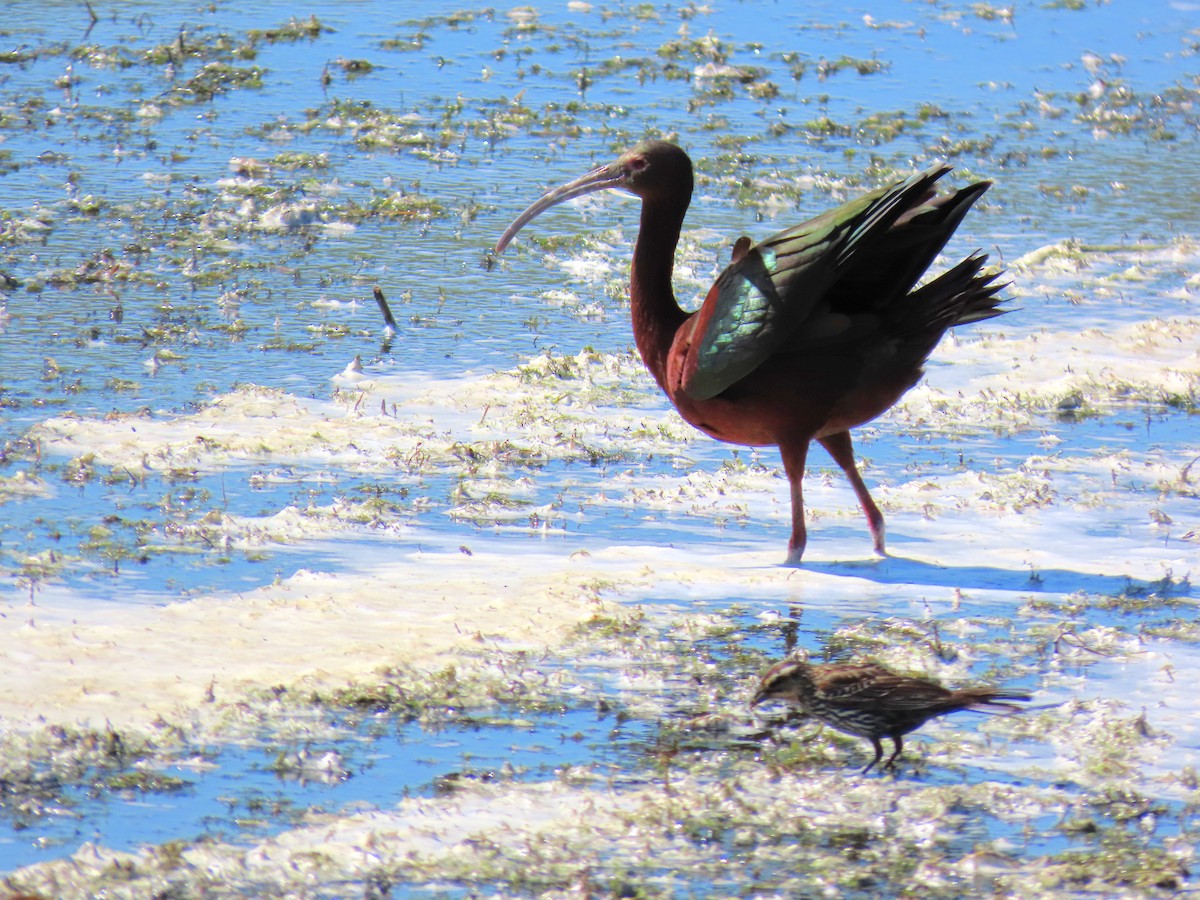 White-faced Ibis - ML620930878