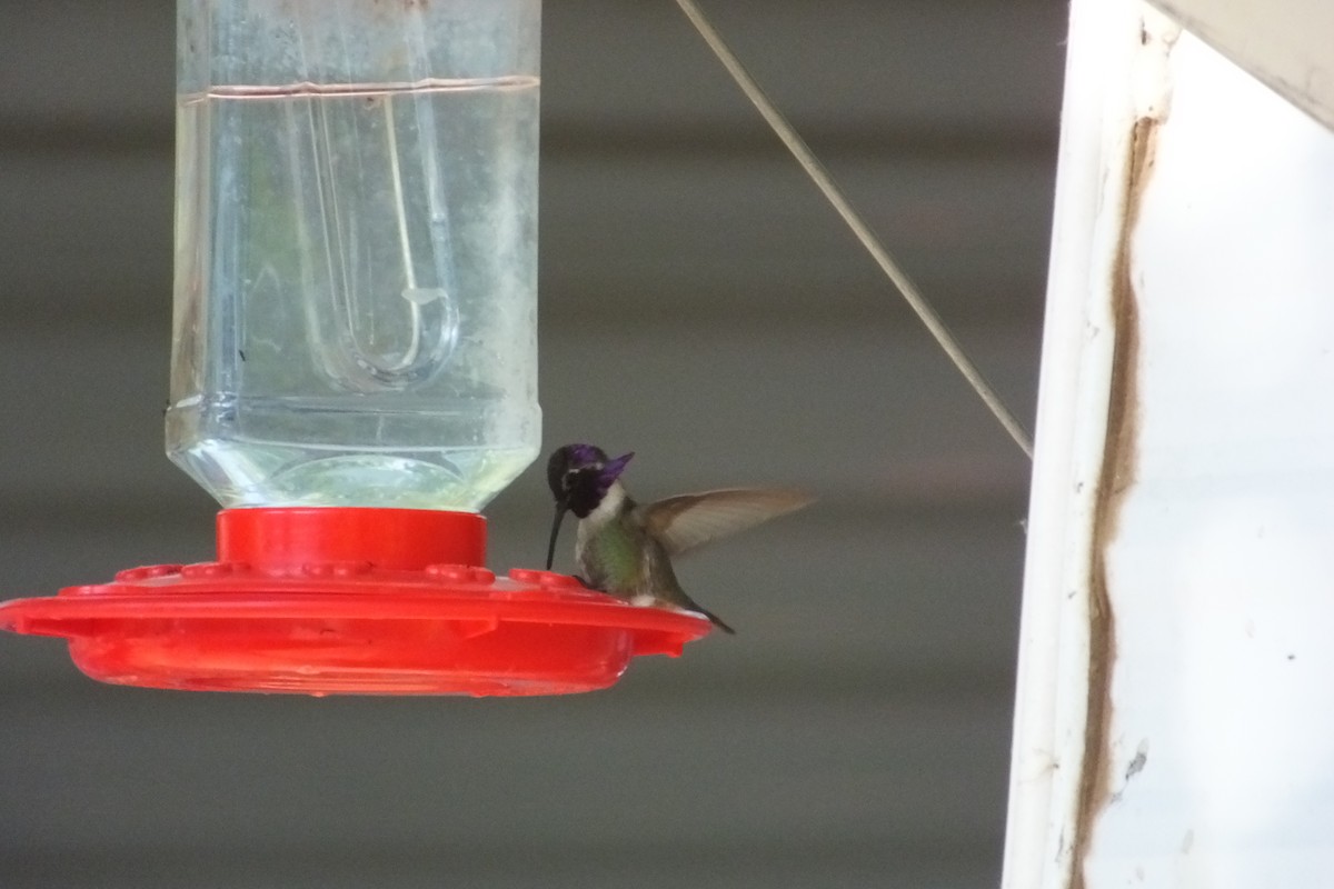 Costa's Hummingbird - ML620930924