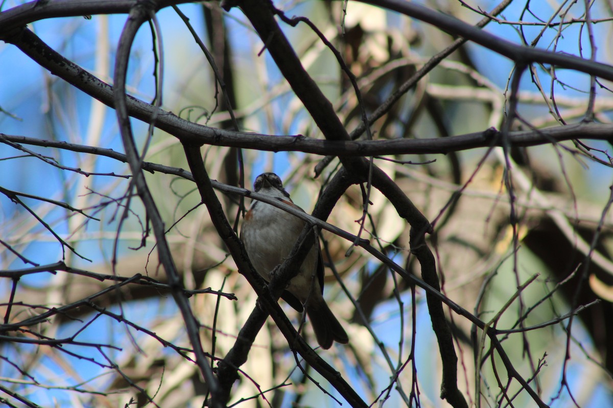 Rufous-collared Sparrow - ML620930986