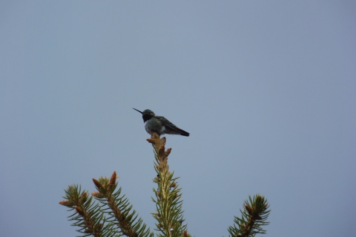 Broad-tailed Hummingbird - ML620930987