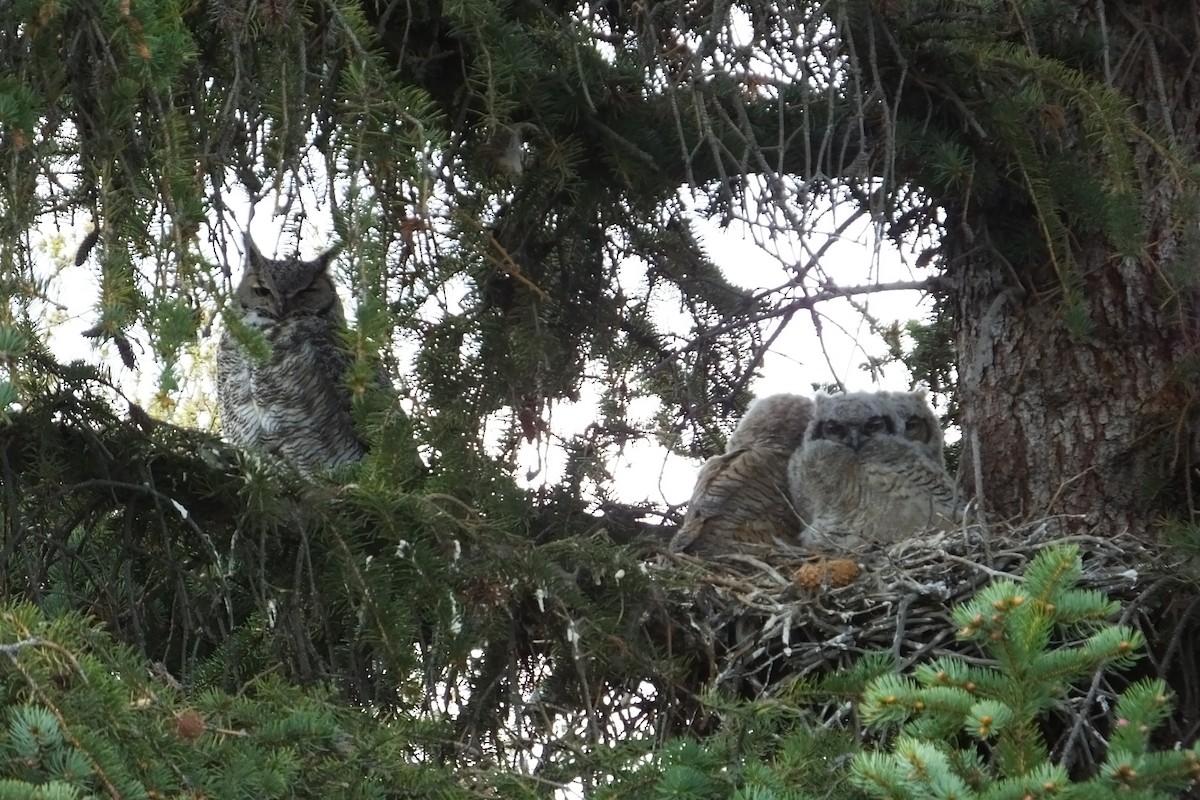 Great Horned Owl - ML620930997