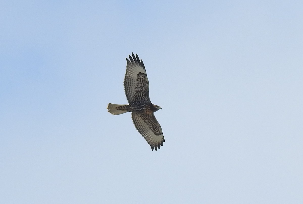 Red-tailed Hawk - ML620930998