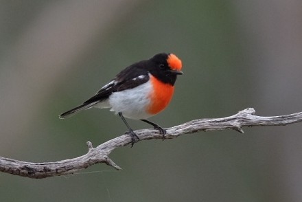 Red-capped Robin - ML620931000
