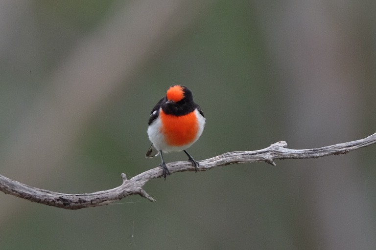Red-capped Robin - ML620931001