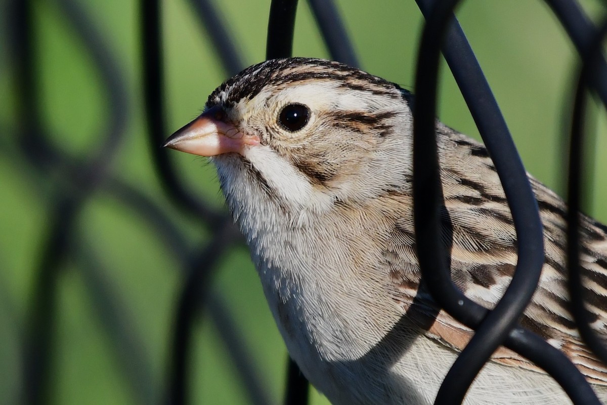 Clay-colored Sparrow - ML620931015