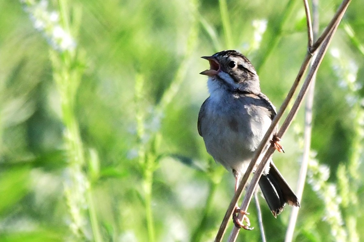 Clay-colored Sparrow - ML620931016