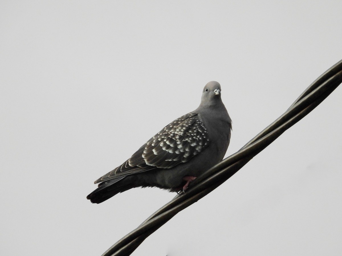 Spot-winged Pigeon - ML620931050