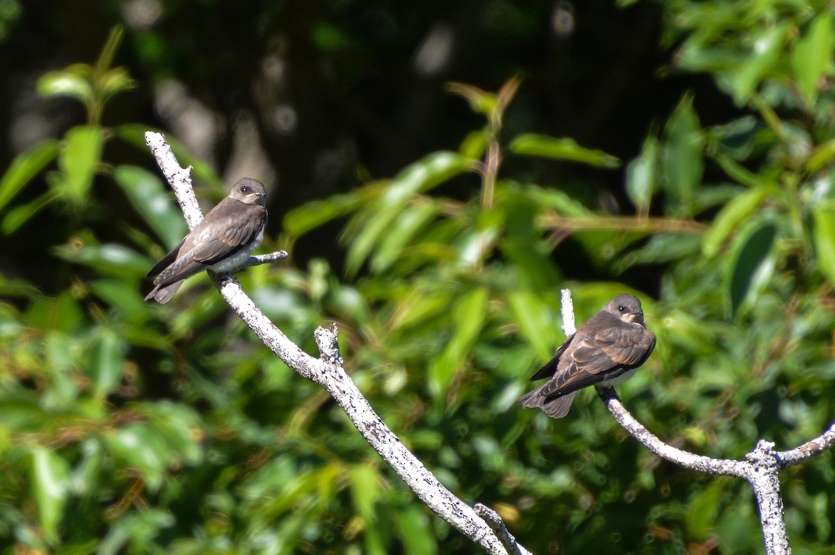 Northern Rough-winged Swallow - Nicholas Schomburg