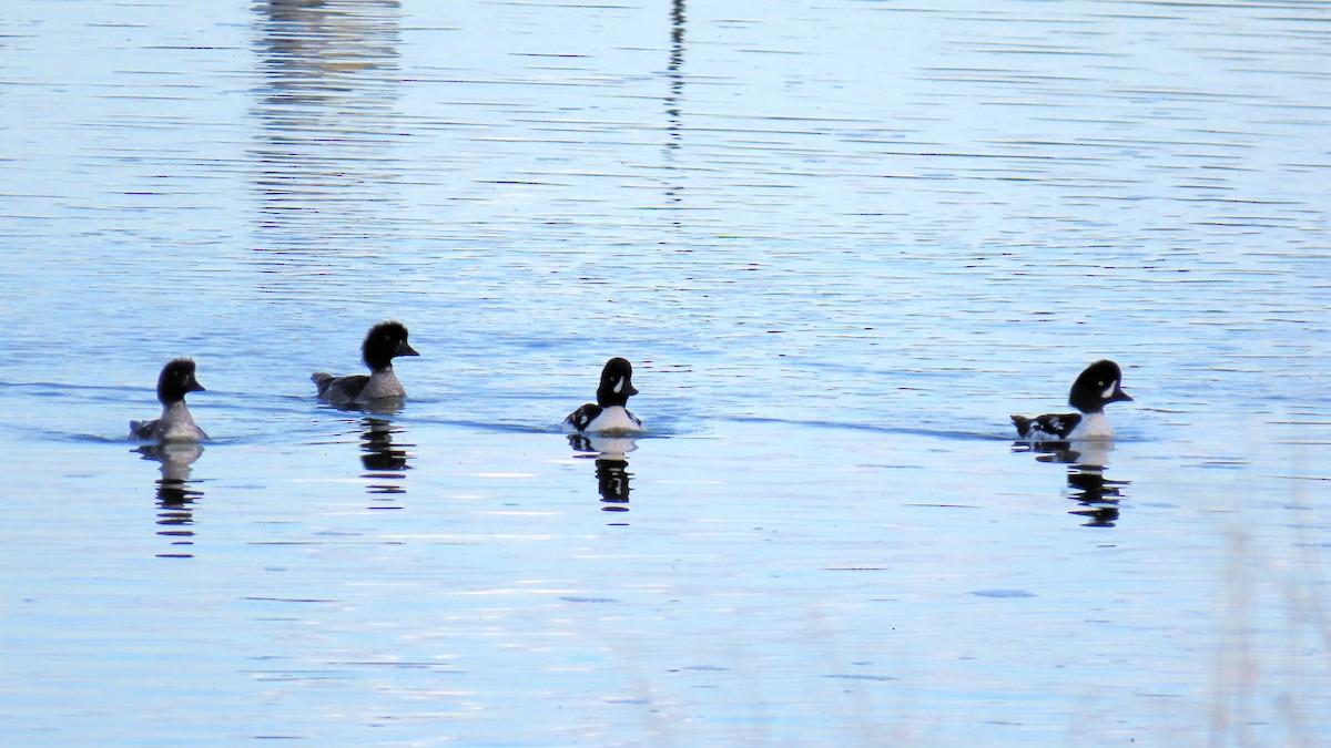 Barrow's Goldeneye - ML620931178