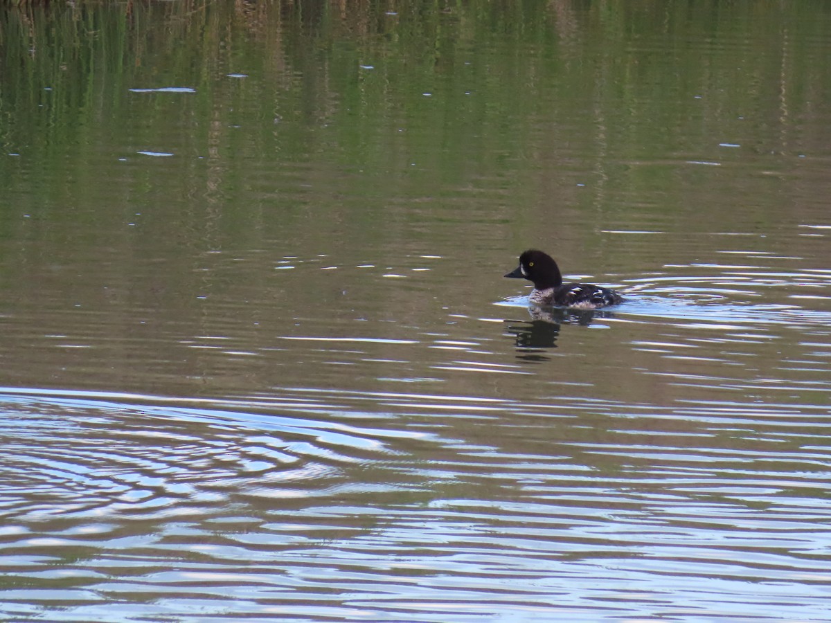 Barrow's Goldeneye - ML620931181