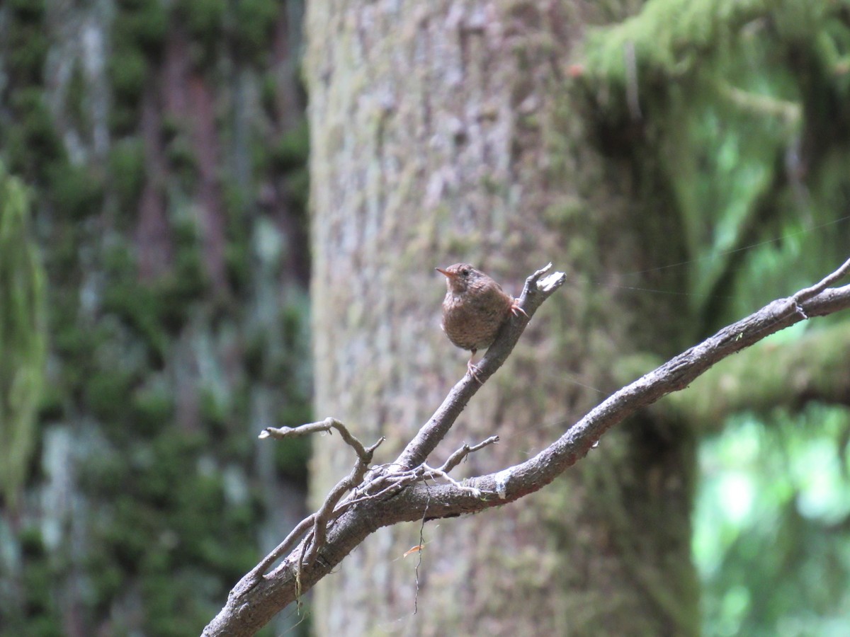 Pacific Wren - ML620931187