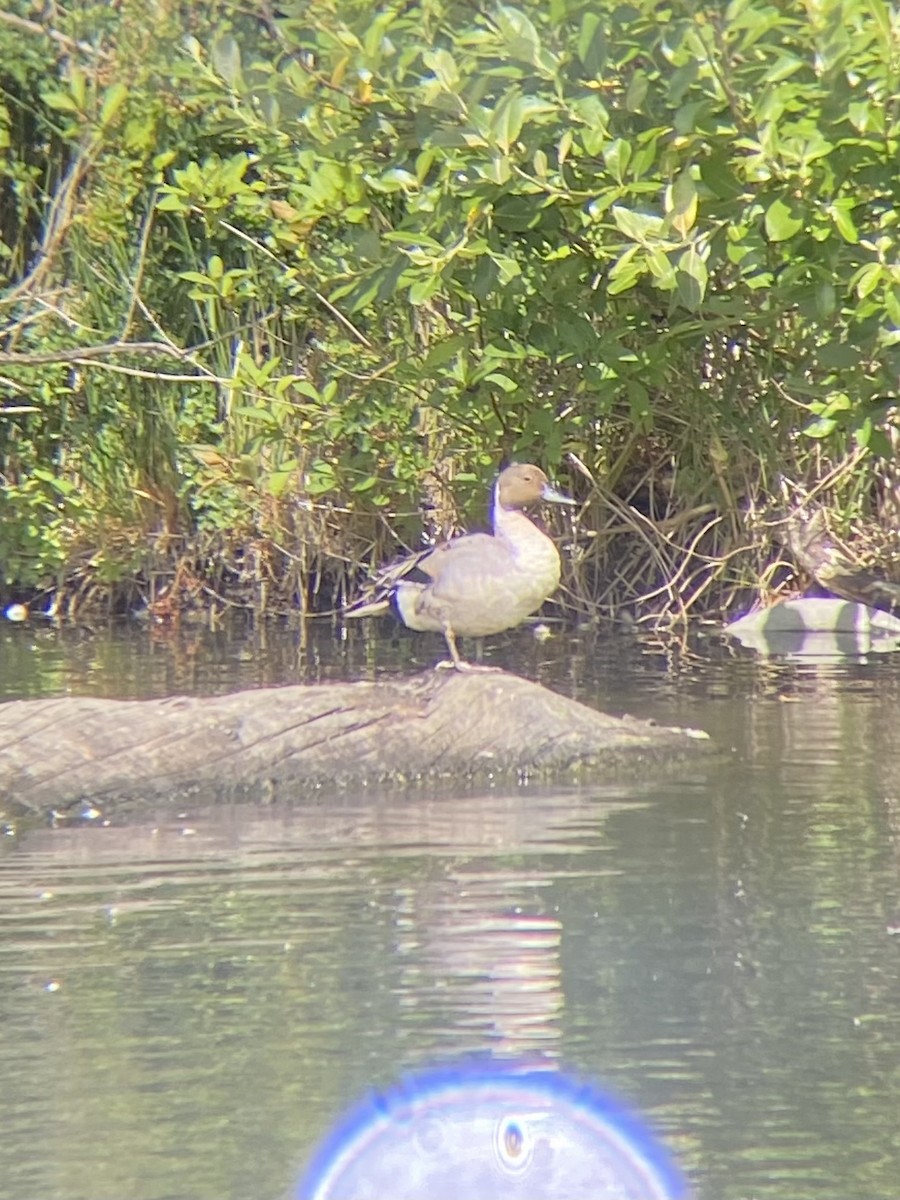 Northern Pintail - ML620931247