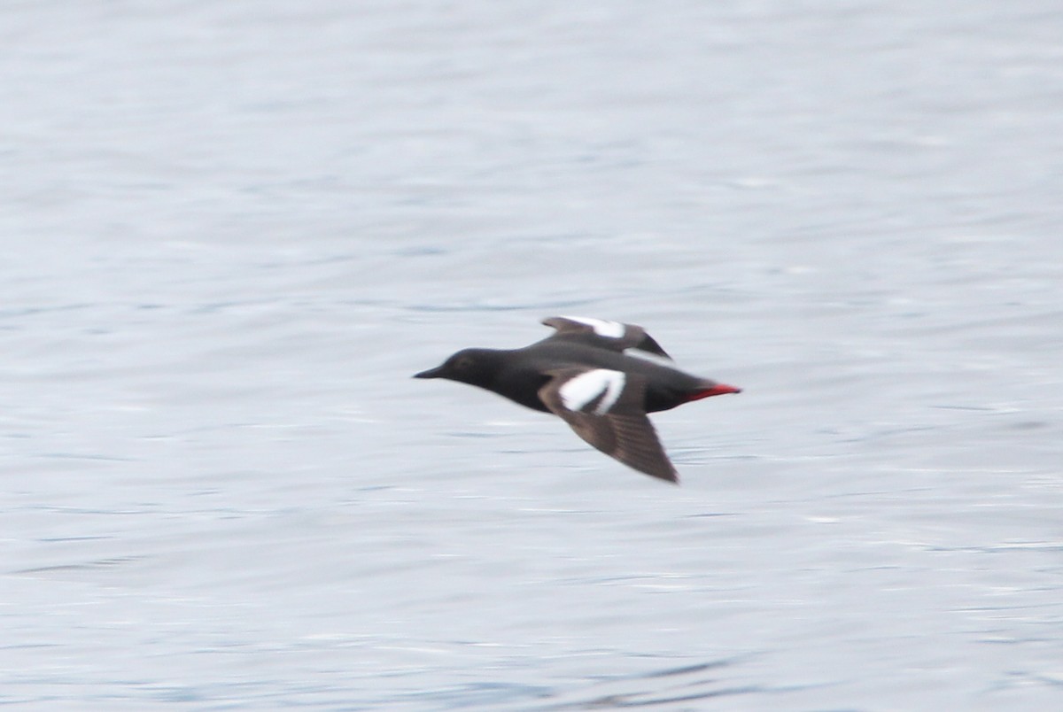 Pigeon Guillemot - ML620931277