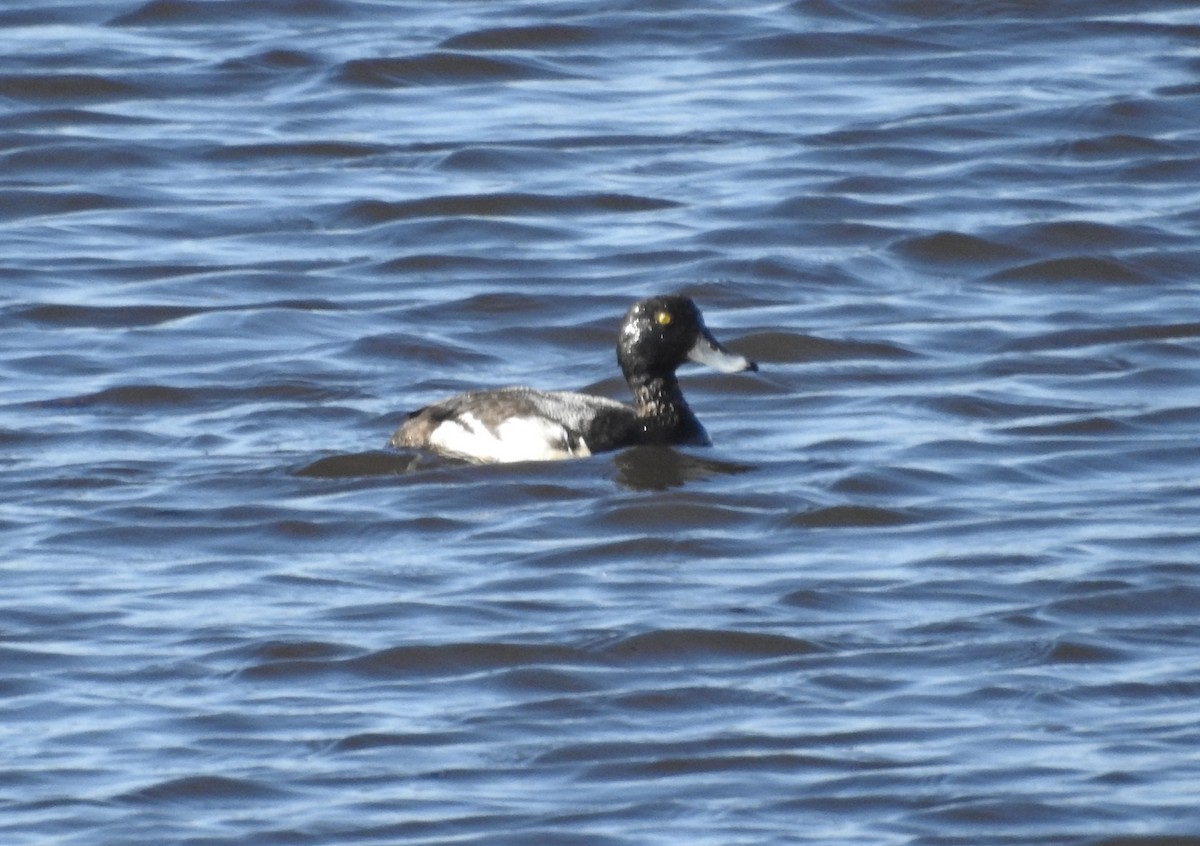 Greater Scaup - ML620931290
