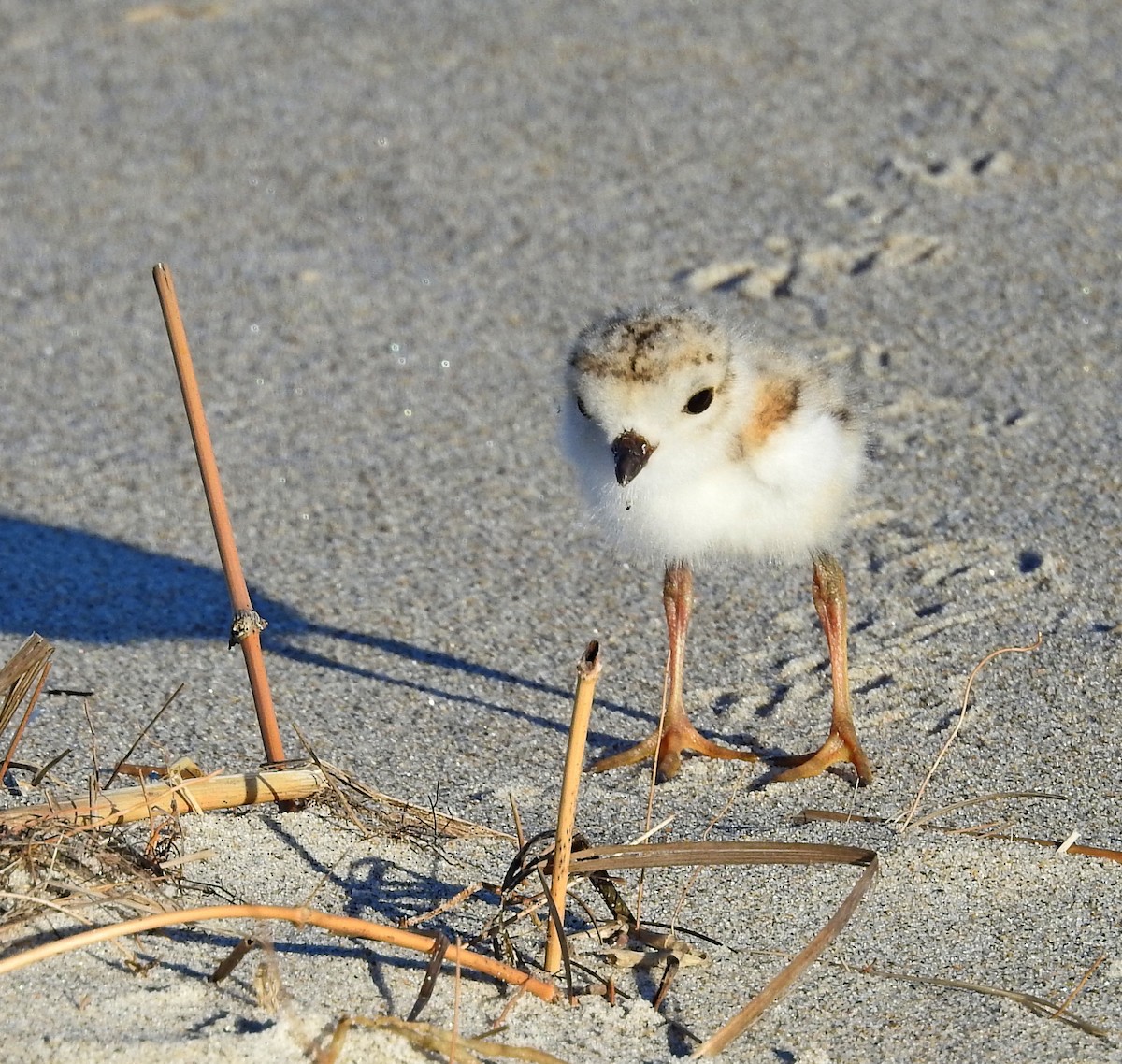 Piping Plover - ML620931299