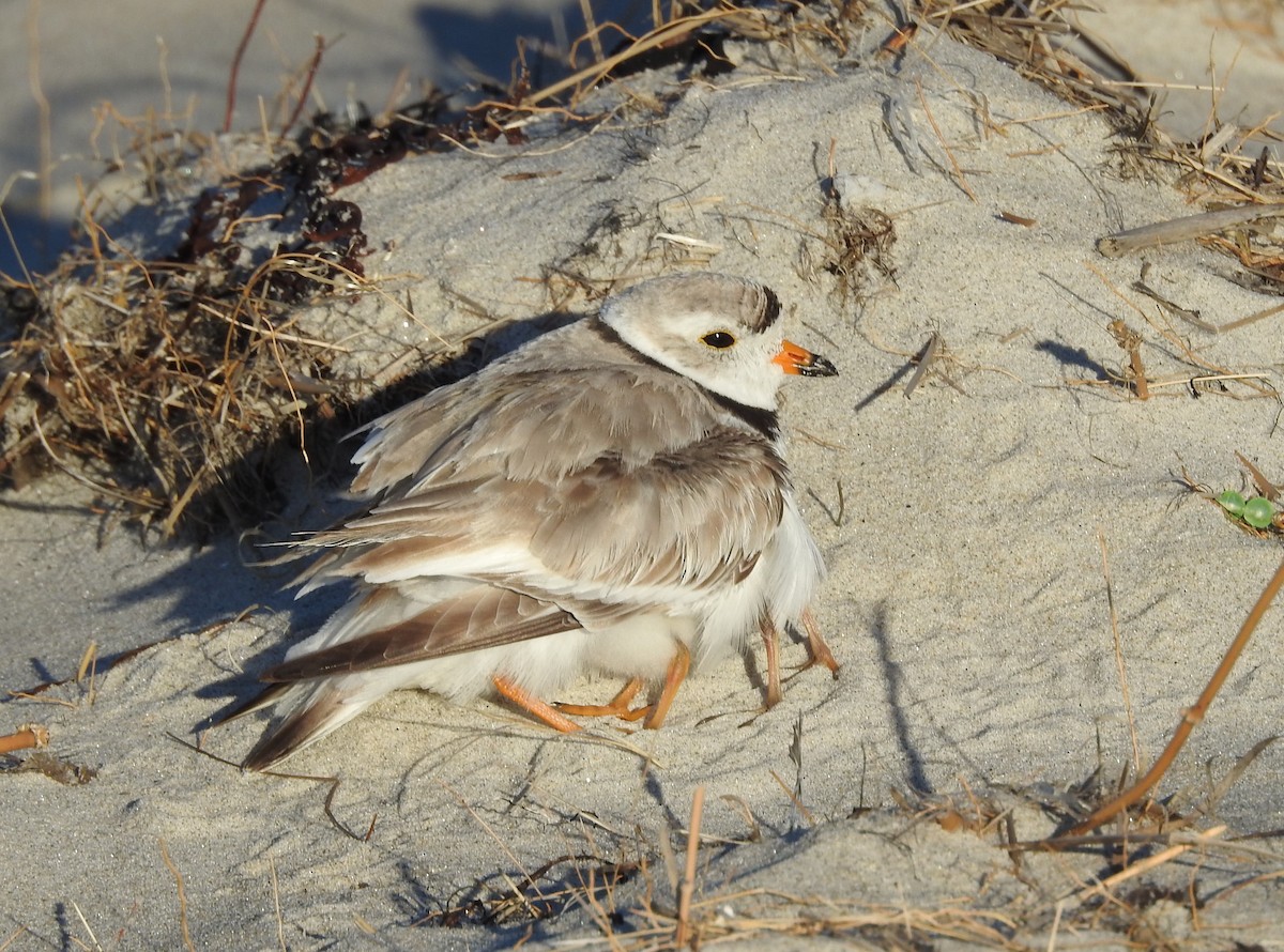 Piping Plover - ML620931312