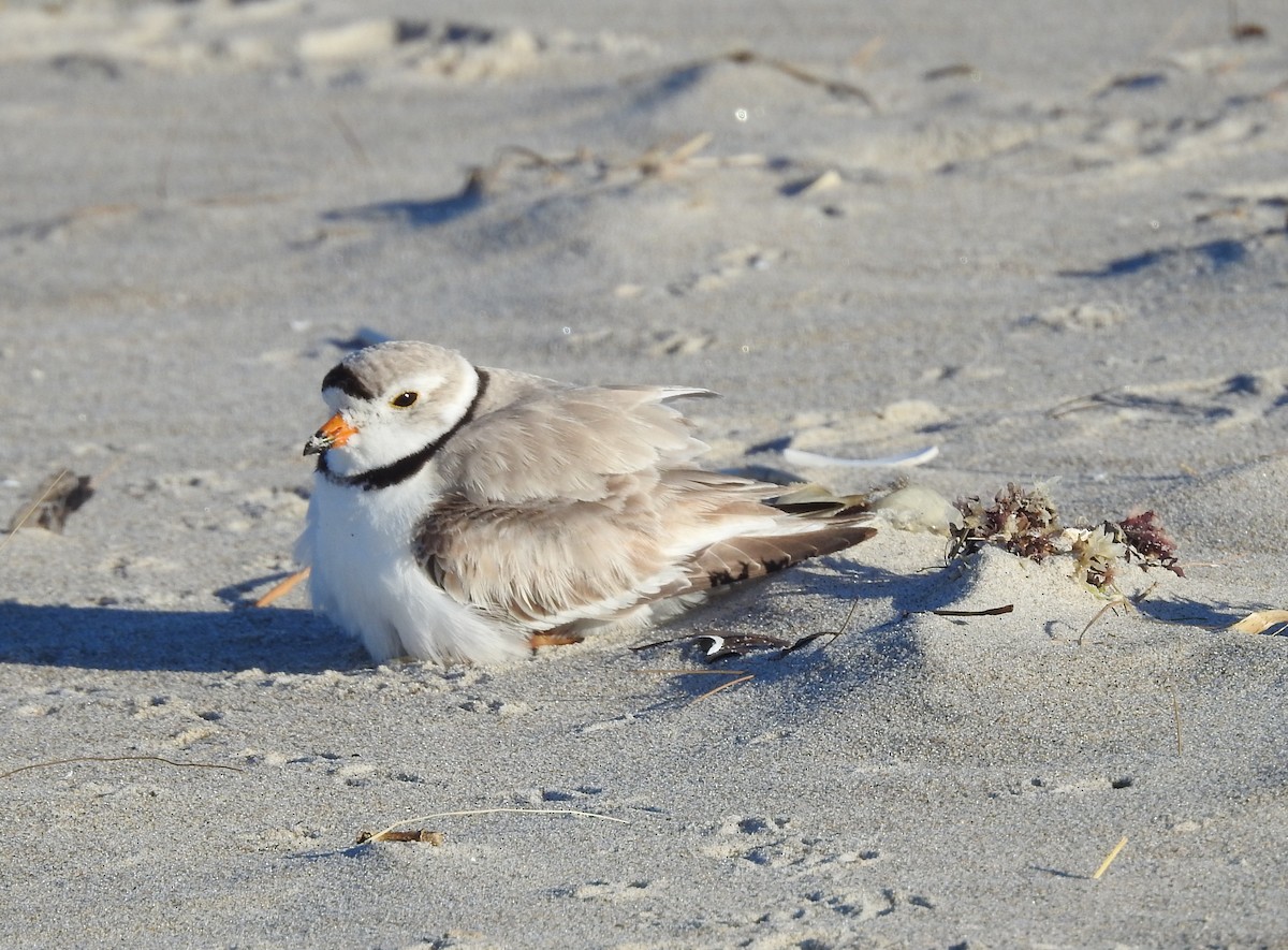 Piping Plover - ML620931314