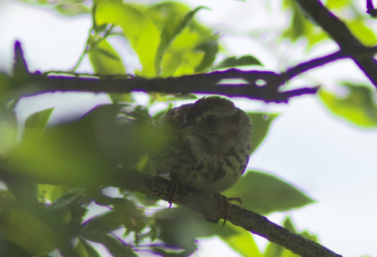 Song Sparrow - ML620931322