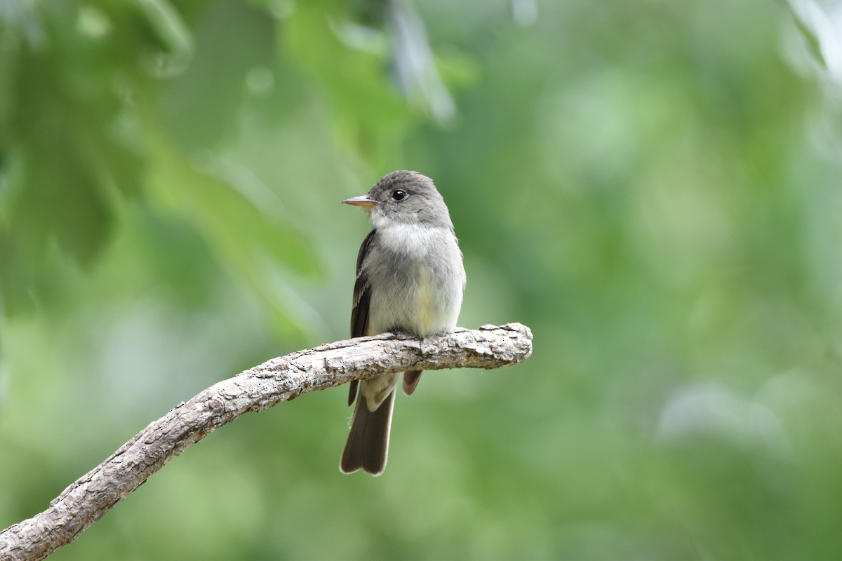 Eastern Wood-Pewee - ML620931325